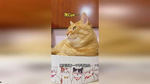 猫宝吃瓜,揭秘娱乐圈那些不为人知的幕后故事