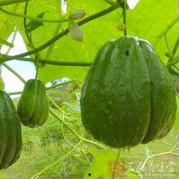 佛手瓜怎么吃才能止咳,天然养生秘方大公开