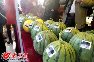 定陶收银员吃瓜,揭秘瓜农与收银员的不解之缘