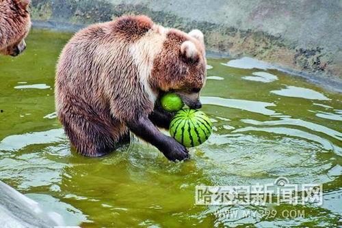 动物吃瓜打架,瓜果诱惑下的争斗奇观