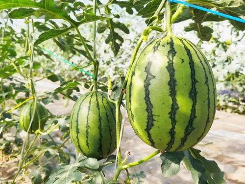 野外吃瓜就是甜