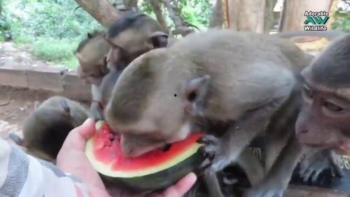 动物当吃瓜群众,揭秘它们的八卦生活