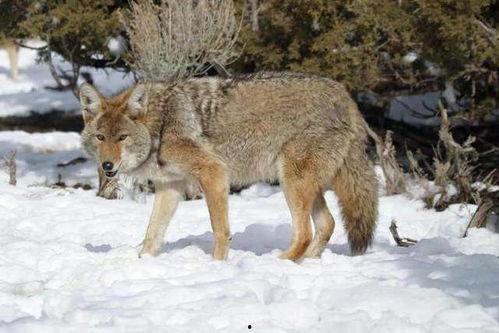 郊狼吃瓜图片,自然界的生态奇观