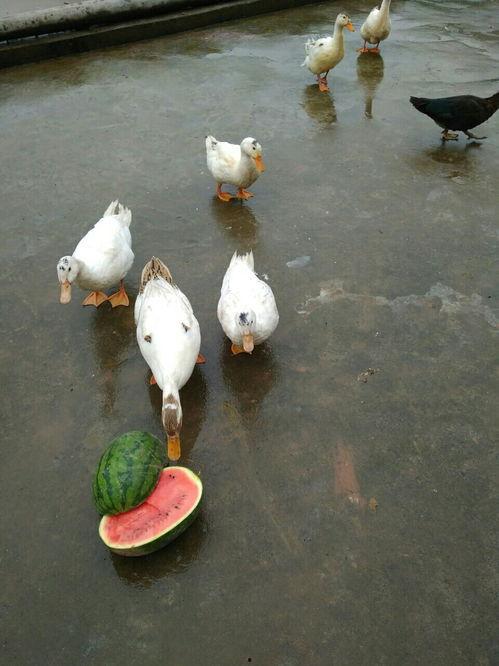 鸭瓜蒸着吃,传统美食新体验