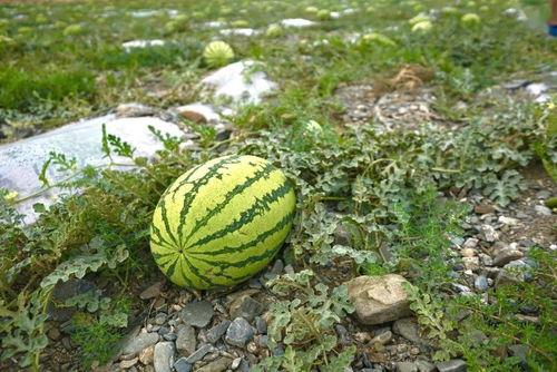 吃瓜是属于什么,网络时代的围观文化现象